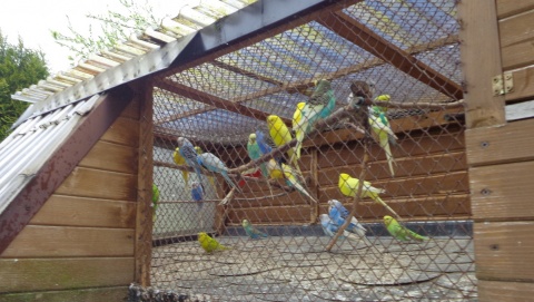 Prawie 200 papug hoduje hobbystycznie mieszkaniec Świecia