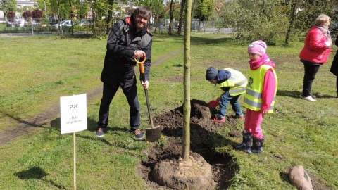 Młode drzewa posadzono w Parku Tysiąclecia w Toruniu
