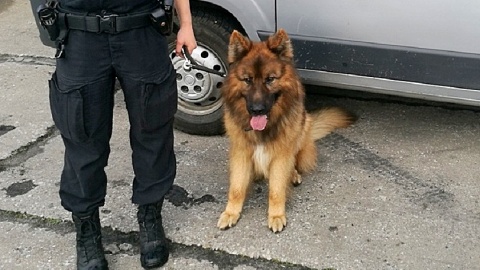 Pies policyjny Borys odnalazł poszukiwaną 62-latkę