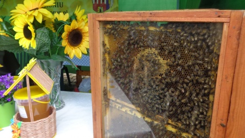 Dożynki pszczelarskie w Muzeum Etnograficznym w Toruniu