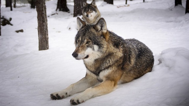Uwaga na wilki Samotne wyprawy do lasu w nocy to zły pomysł