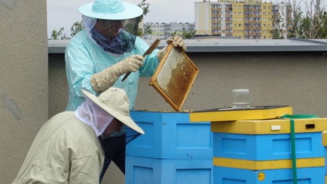 Jedyny w regionie kurs dla początkujących pszczelarzy