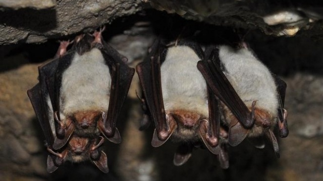Nietoperze hibernują, naukowcy je spisują. Akcja w Tucholskim Parku Krajobrazowym