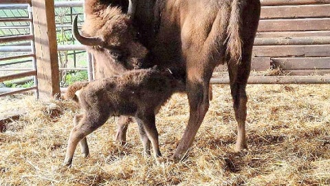 W myślęcińskim ZOO na świat przyszedł mały żubr! Fot. nadesłane