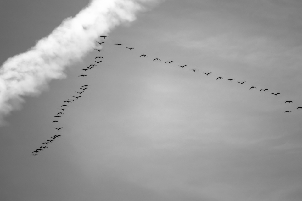 Migrujące ptaki, żurawie (fot. pixabay.com)