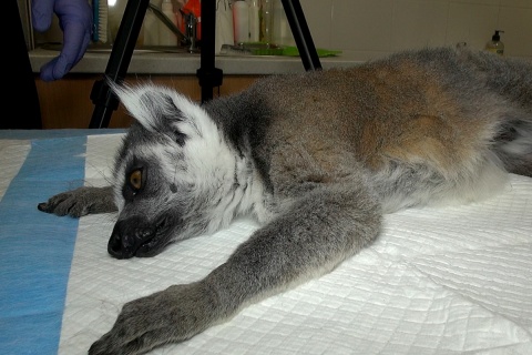 21 stycznia 2022 - Lemur Czesio w zabiegowym