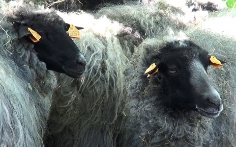 20 maja 2022 - Słoneczko doskwiera Owce do fryzjera