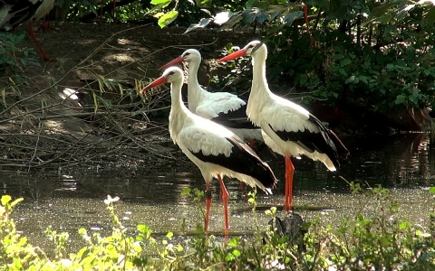 2 września 2022 - Wodne ptactwo wszędzie - Bociany, gęsi i łabędzie