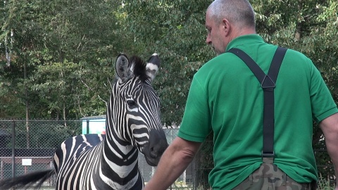23 września 2022 - Zebra z bydgoskiego zoo [film, galeria]