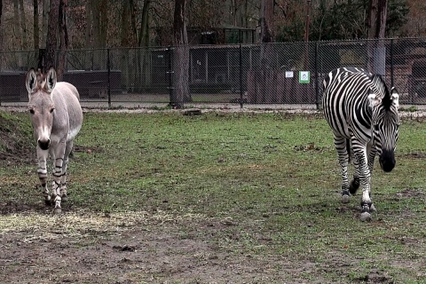 9 grudnia 2022 - Osiołek i zebra, dwóch kolegów na jednym wybiegu