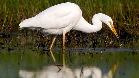 gwpk flora i fauna czapla biala. Fot. parki.kujawsko-pomorskie.pl/gwpk