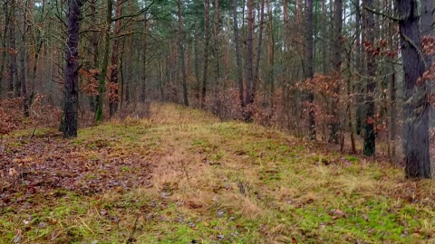 „Las zaczął strzelać”. Fot. Michał Słobodzian/PR PiK