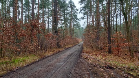 „Las zaczął strzelać”. Fot. Michał Słobodzian/PR PiK