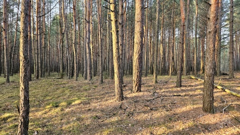 Do domostw w pobliżu terenów leśnych mogą zawitać dzikie, często wymagające pomocy zwierzęta. Fot. Adriana Andrzejewska-Kuras/PR PiK