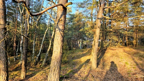 Do domostw w pobliżu terenów leśnych mogą zawitać dzikie, często wymagające pomocy zwierzęta. Fot. Adriana Andrzejewska-Kuras/PR PiK