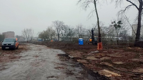 Zaskakująca jest skala wycinki drzew w związku z budową Trasy Staromostowej w Toruniu. Fot. Michał Zaręba/PR PiK