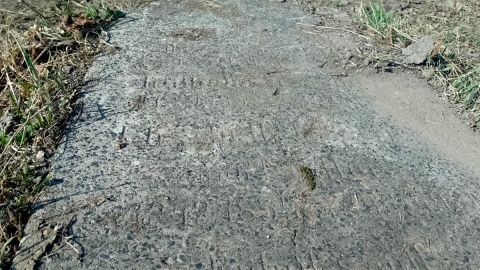 Wycięli siedem drzew niszcząc przy okazji kilka nagrobków. Fot. Michał Zaręba/PR PiK