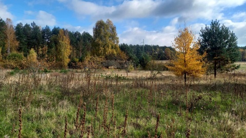 Lasy pięknieją jesienią. Fot. Michał Słobodzian/PR PiK