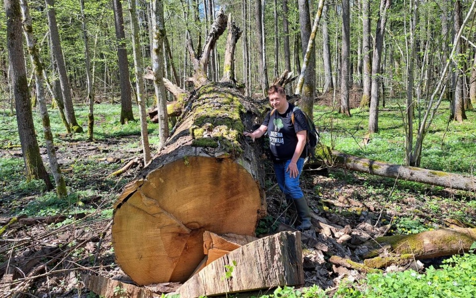 Tomasz Niechoda i leżący dębowy gigant. Fot. Aleksandra Sadokierska/PR Białystok