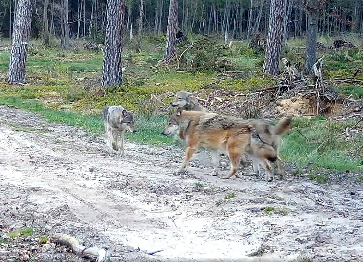 „Wilk na wizji”. Fot. zrzut ekranu/Tucholski Park Krajobrazowy