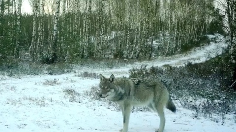 „Wilk na wizji”. Fot. zrzut ekranu/Tucholski Park Krajobrazowy