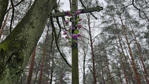 O tym, że kiedyś we wsi Nowy Świat tętniło życie, świadczą tylko stare lipy i drzewa owocowe, a pola zajął las. Fot. Adriana Andrzejewska-Kuras/PR PiK