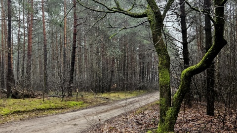 O tym, że kiedyś we wsi Nowy Świat tętniło życie, świadczą tylko stare lipy i drzewa owocowe, a pola zajął las. Fot. Adriana Andrzejewska-Kuras/PR PiK