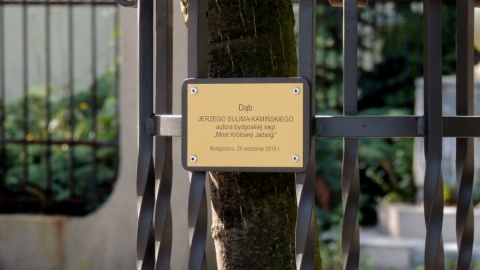 Dąb Jerzego Sulimy-Kamińskiego jest 23. oznaczonym drzewem w bydgoskiej Alei Dębowej. Fot. Tatiana Adonis