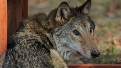 Na Mazurach wypuszczono na wolność wilka z nadajnikiem GPS
