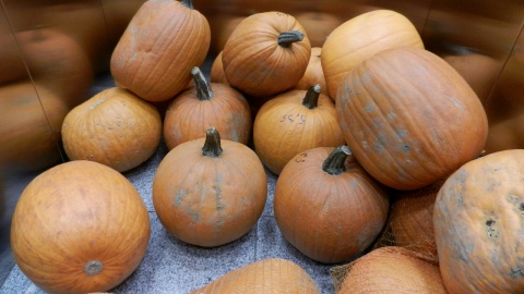 Straszny Młyn 2 - naukowe Halloween w toruńskim Młynie Wiedzy