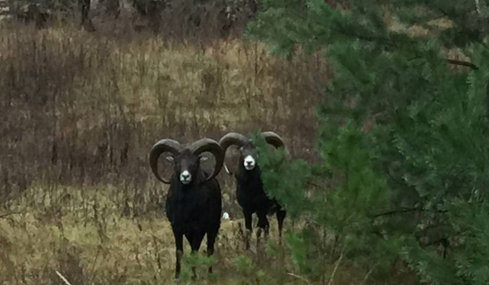 Mieszkaniec okolic Aleksandrowa Kujawskiego twierdzi, że w lesie widział dwa muflony. Zrobił im nawet zdjęcie. Fot. Piotr Gondek