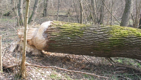 Bobry dokazują w Borach Tucholskich