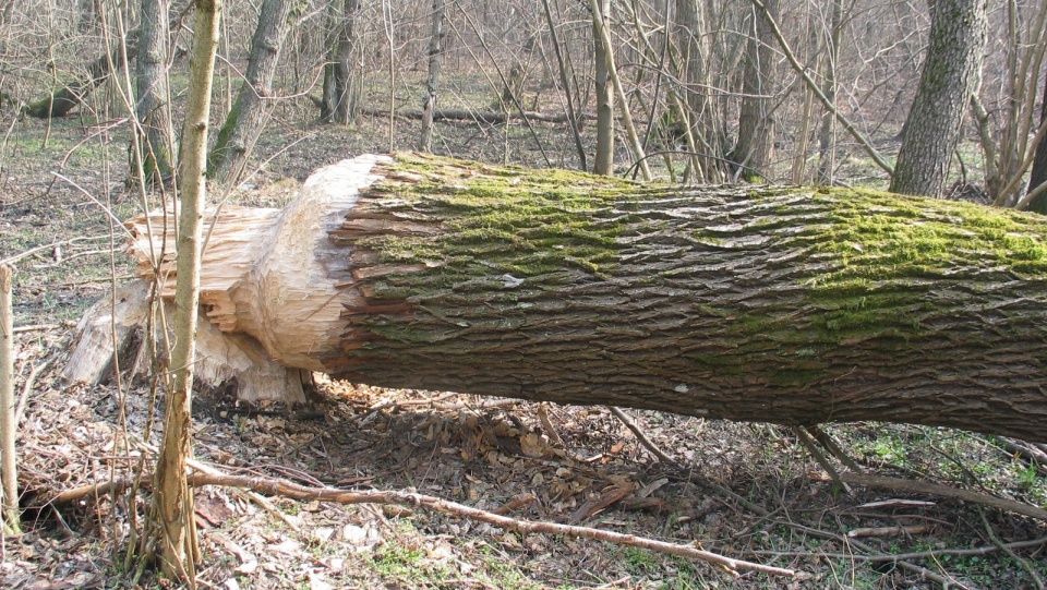 Bobry niszczą przede wszystkim drzewa liściaste. Fot. Marcin Doliński