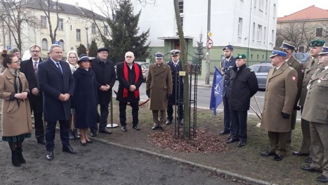 Dąb prof. Zbigniewa Brzezińskiego w Bydgoszczy. Odsłonięcie tablicy [wideo]