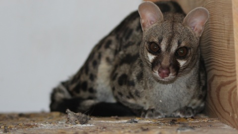 W bydgoskim zoo zamieszkał gość z Afryki, a w zasadzie z Czech