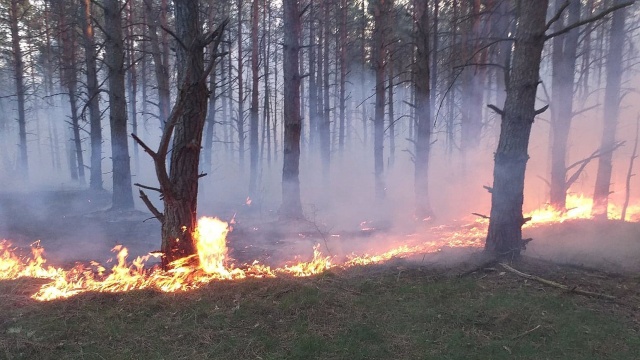Ktoś celowo wywołał pożar lasu w Fordonie To prawdopodobna przyczyna