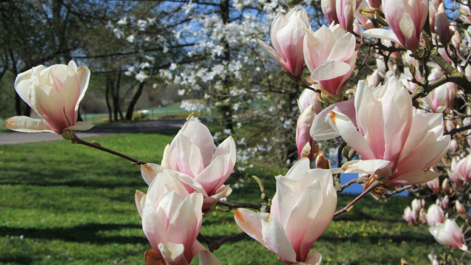 Magnolia pośrednia, Ogród Botaniczny w Myślęcinku/fot. materiały LPKiP