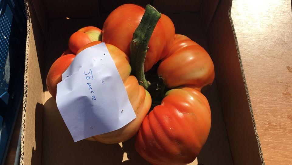 Ile waży ten pomidor? Ponad 3 kg! W Jeziorach Wielkich to możliwe! Fot. Dorota Gruszka