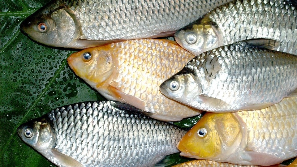 Ponad 300 kg martwych ryb wyłowiono ze stawu w Inowrocławiu.Zdjęcie ilustracyjne./fot. Pixabay