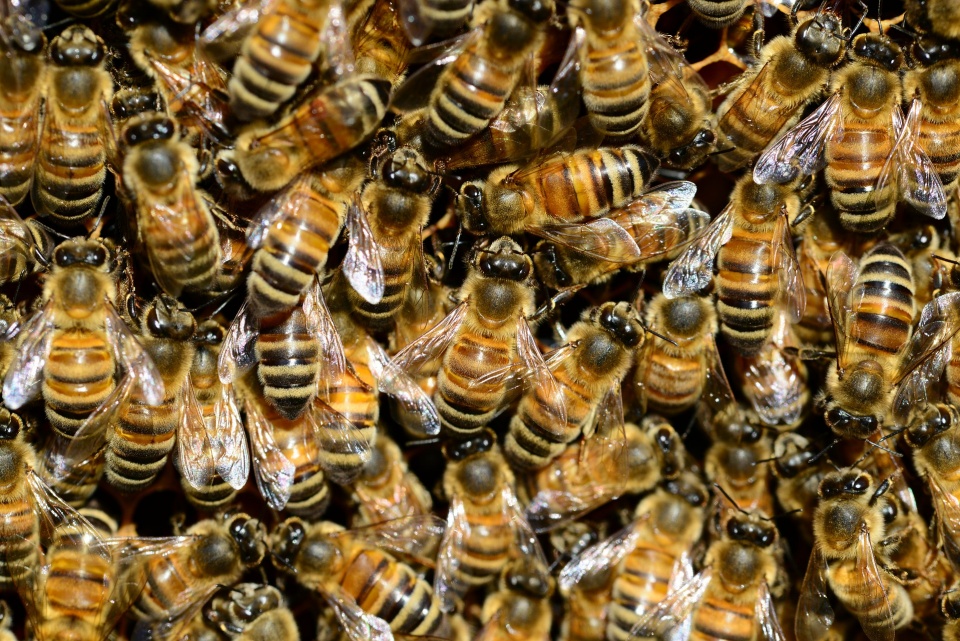 Pszczelarze zebrali dużo mniej miodu niż normalnie. Fot. Pixabay.com