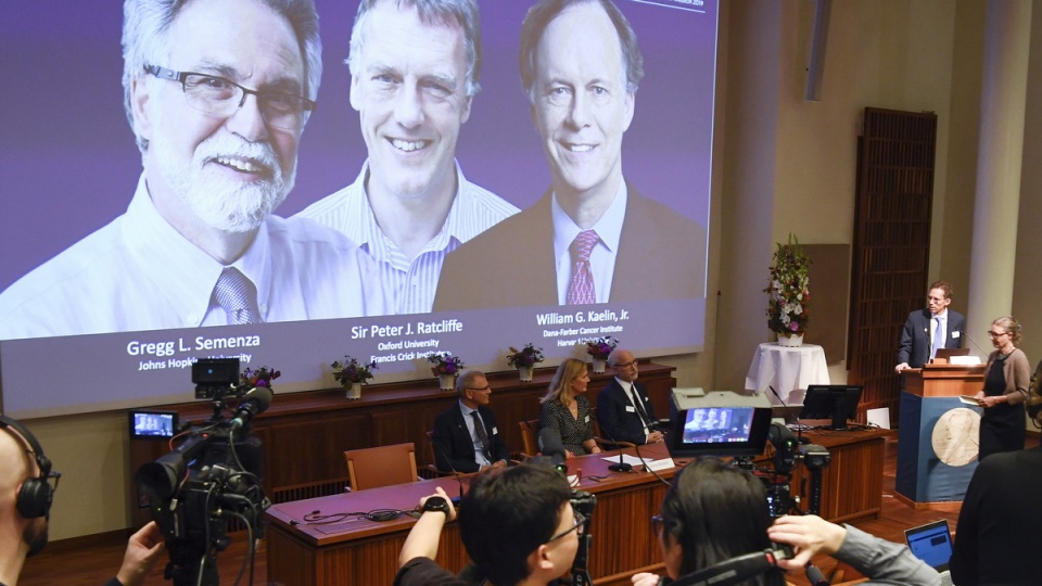 Prezentacja laureatów Nagrody Nobla z fizjologii i medycyny/fot. PAP/EPA/Pontus Lundahl