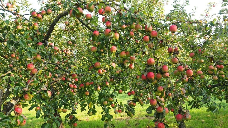 Między innymi jabłonie będą rosły na nowym skwerze we Włocławku./fot. Pixabay