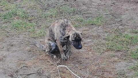 Kilkumiesięczny pies na łańcuchu, bez budy i dostępu do pożywienia