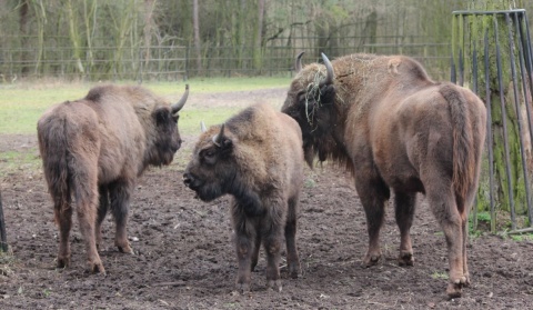 Spotkania ze zwierzętami, darmowy wstęp do zoo. Wyjątkowy dzień w Myślęcinku