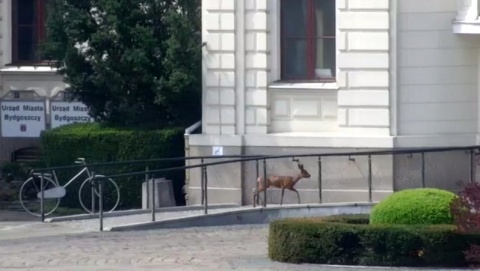 Sarna na Starym Rynku. Ten spacer mógł się zakończyć tragicznie [wideo]