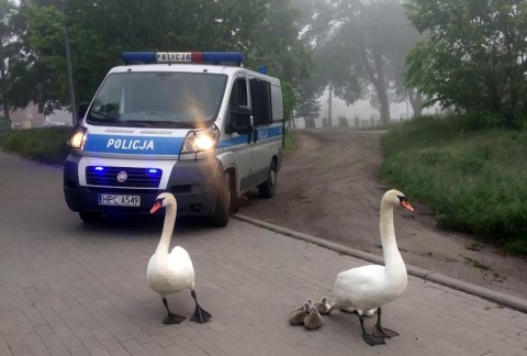 Uwaga, łabędzie na drodze Nietypowa interwencja inowrocławskiej policji [zdjęcia]