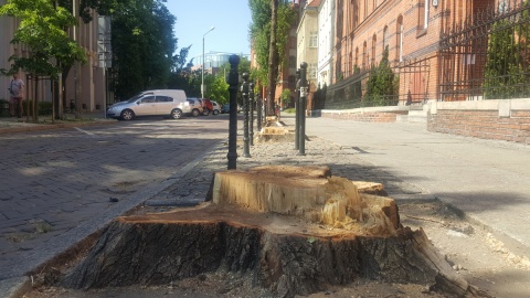 Wycięli siedem topoli i posadzą 14 nowych. Zielony Toruń protestuje