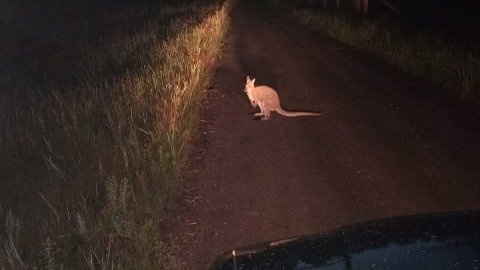 Włocławek niczym Australia. Kangur w podmiejskim lesie