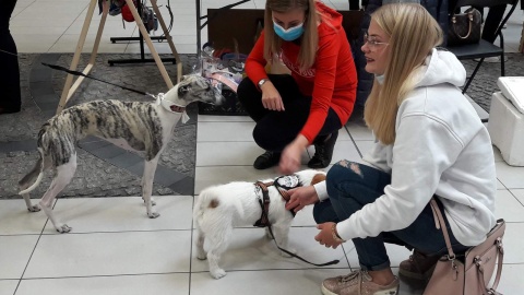 Mają bzika na punkcie psów i kotów. Zorganizowali targi PupiLove