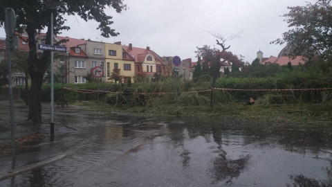 Pada i wieje, wiatr przewraca drzewa. Interwencje strażaków w regionie [wideo]